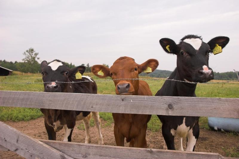 酒店 Råshults Gård