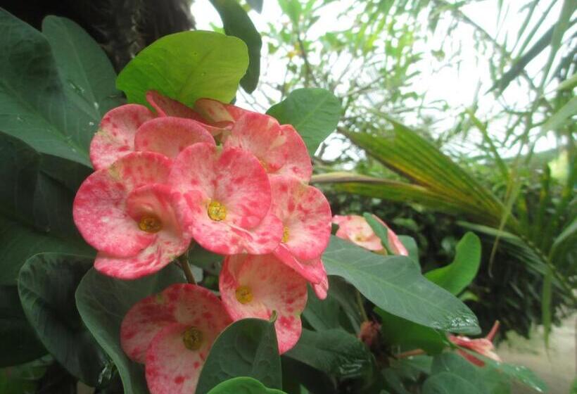 ペンション Selong Belanak Bungalows