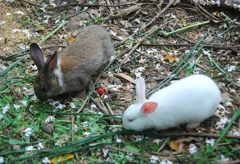 هتل Lido Forestry Spa Resort