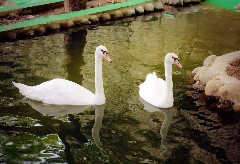 هتل Lido Forestry Spa Resort