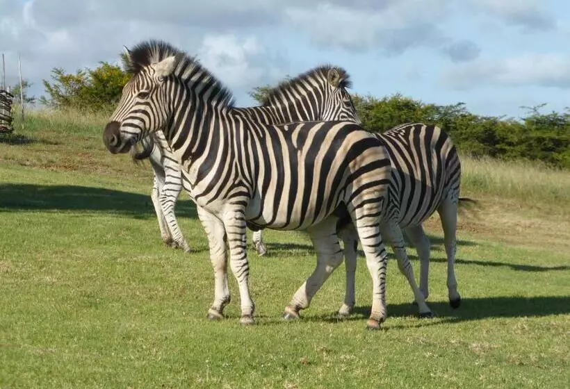 Aamiaismajoitus (B&B) Jbay Zebra Lodge