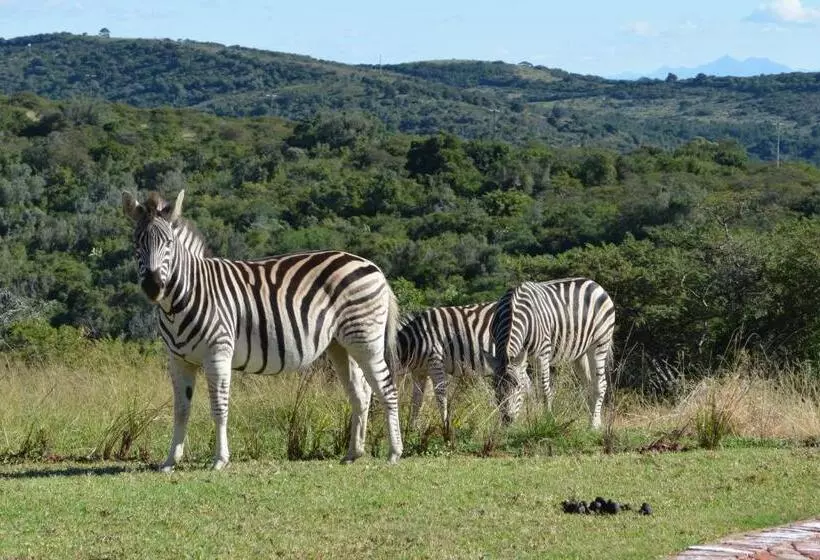 Aamiaismajoitus (B&B) Jbay Zebra Lodge