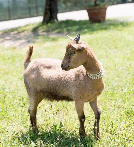 هتل Agriturismo Ca  Zerbetto