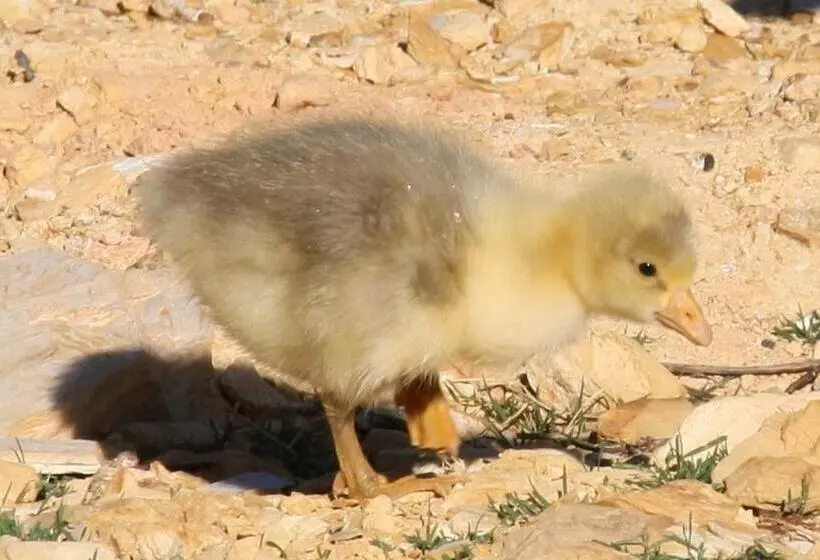 Majatalo Middelplaas Paarl Guesthouse