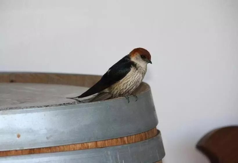 Majatalo Middelplaas Paarl Guesthouse