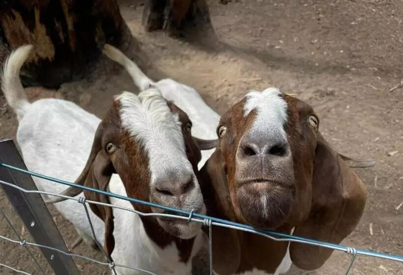 Chiltern Lodge Country Retreat