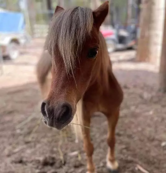Chiltern Lodge Country Retreat