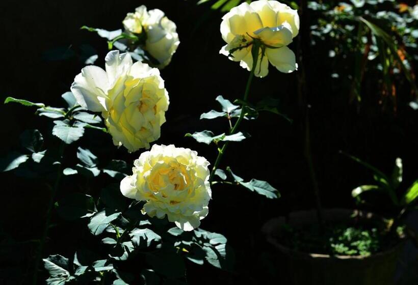 ホテル Iconic Rawana Resort