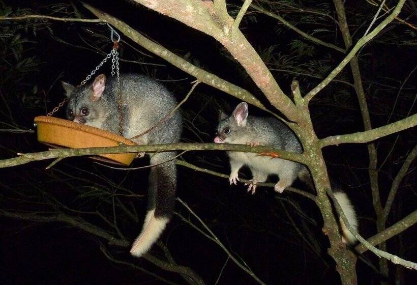 Отель Yelverton Brook Conservation Sanctuary