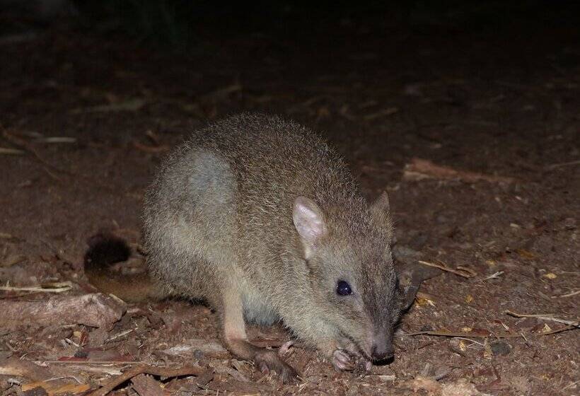 Отель Yelverton Brook Conservation Sanctuary