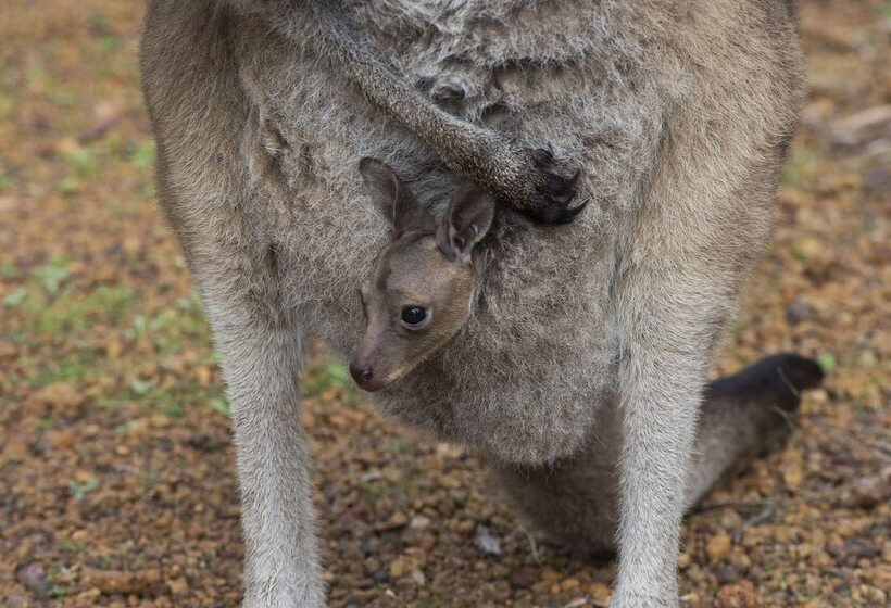 Отель Yelverton Brook Conservation Sanctuary