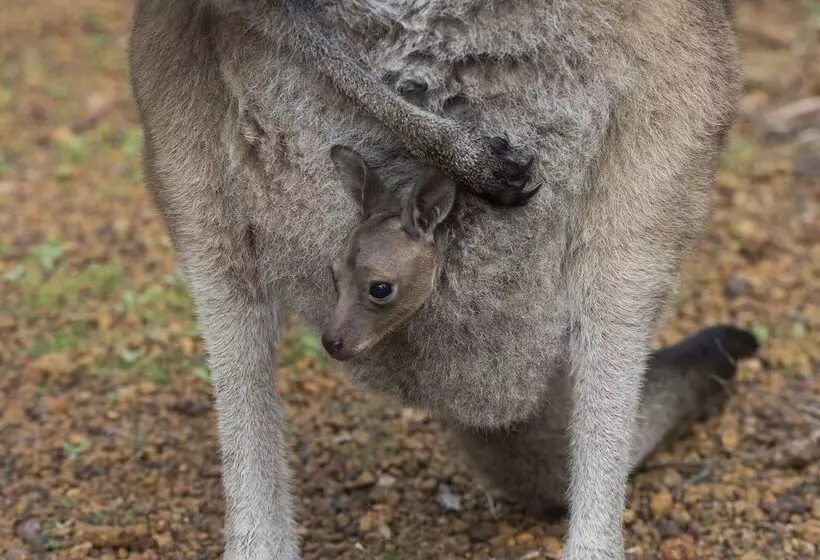 酒店 Yelverton Brook Conservation Sanctuary
