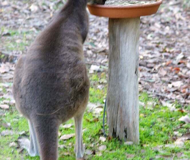Отель Yelverton Brook Conservation Sanctuary