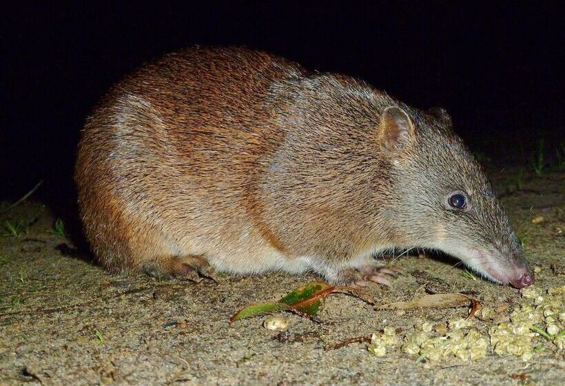 Отель Yelverton Brook Conservation Sanctuary
