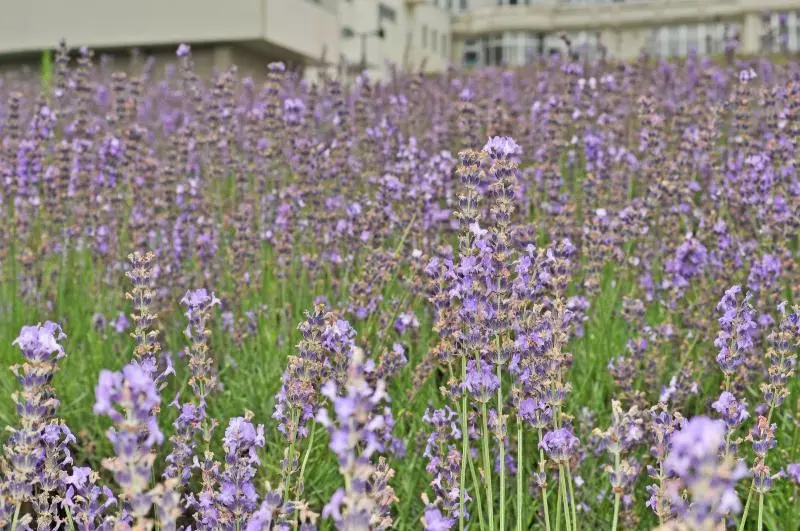 Hotelli Highland Furano