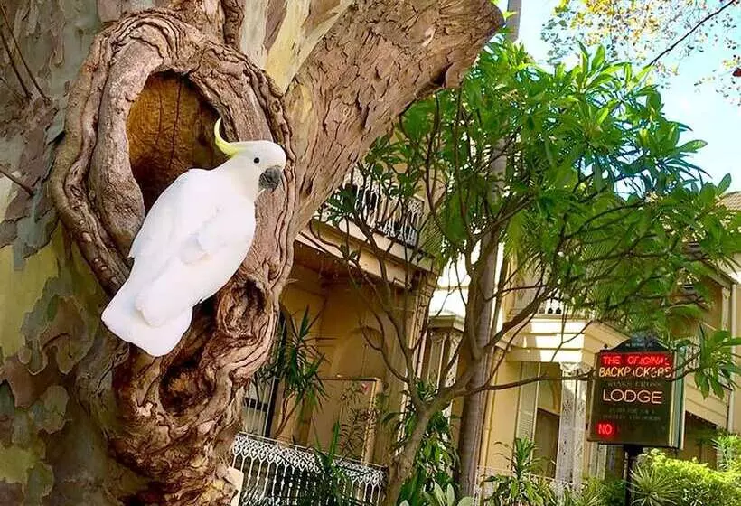 فندق صغير Original Backpackers