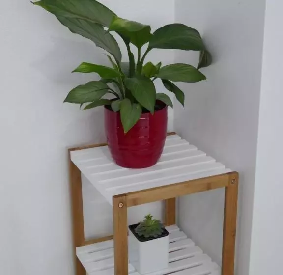 מוטל Parnell Pines