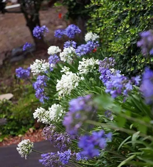 מוטל Parnell Pines