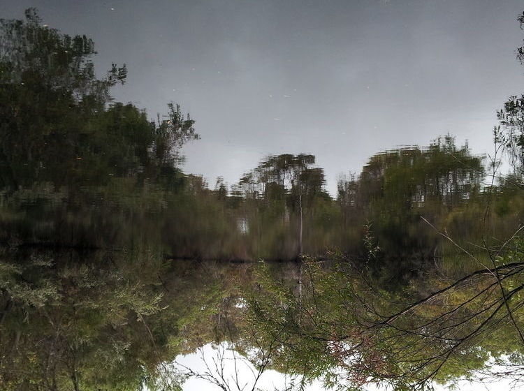 Отель Denmark Forest Retreat