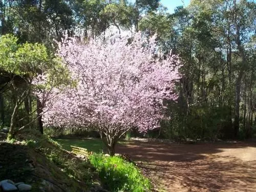 酒店 Denmark Forest Retreat