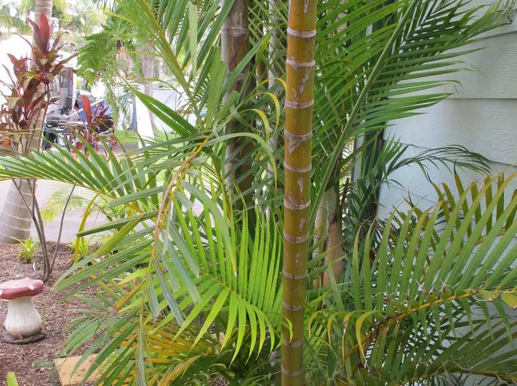هتل Melaleuca Caravan Park