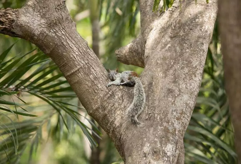 Hotel Pacifica Resort Ixtapa