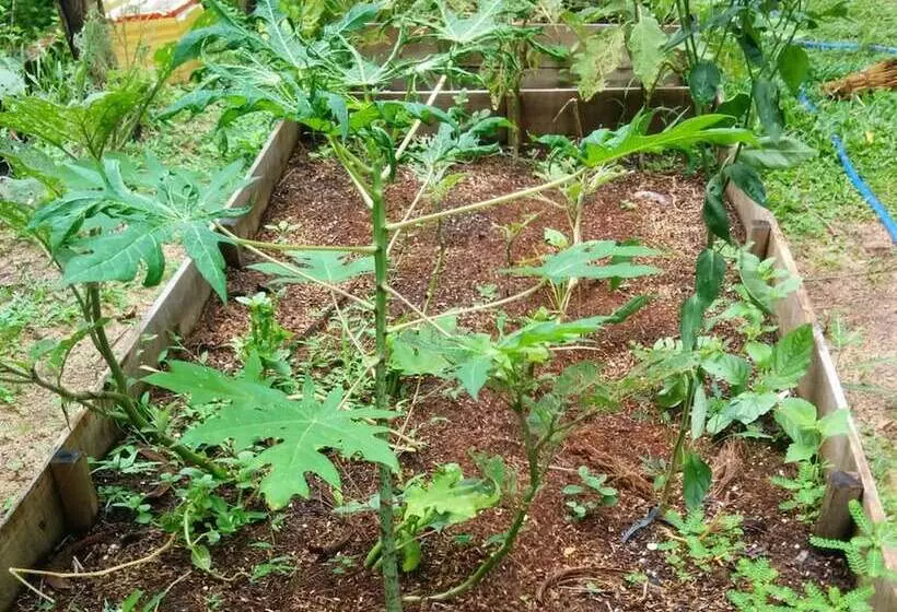 Bamboo Cottages
