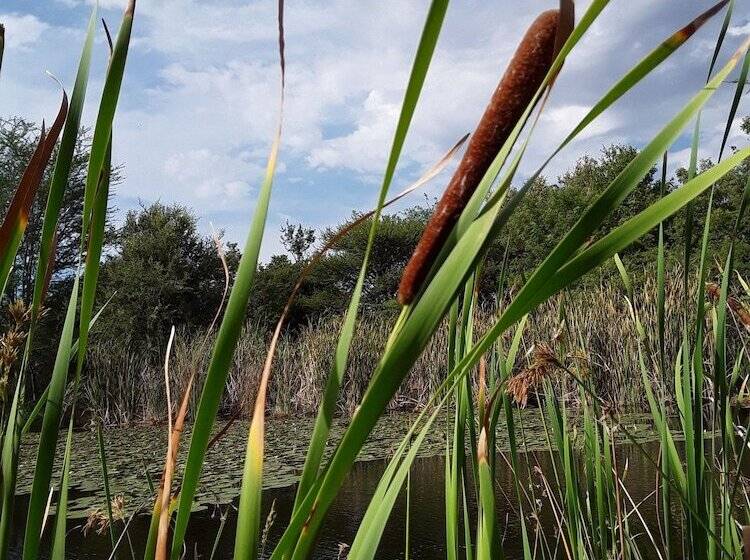 ホテル The Bush Pub & Inn