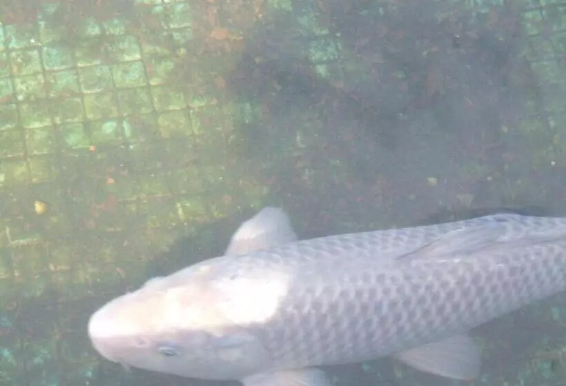 ホテル Boavista I