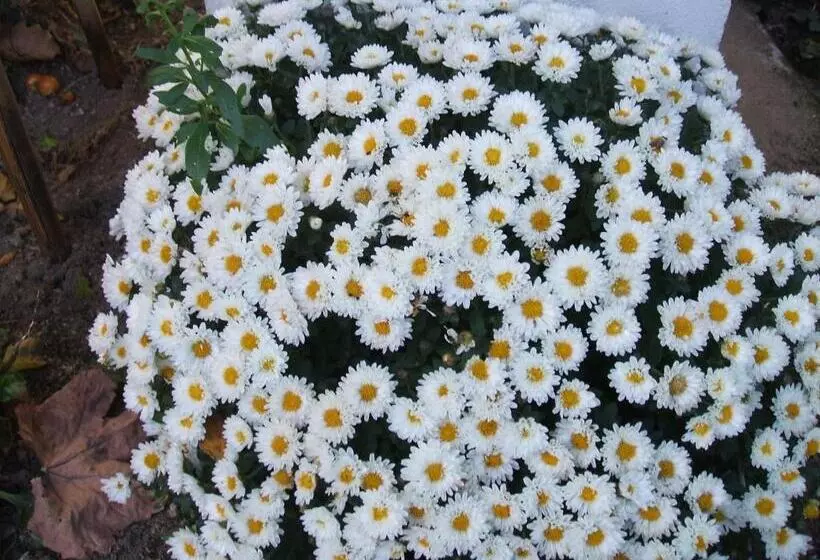 ホテル Boavista I