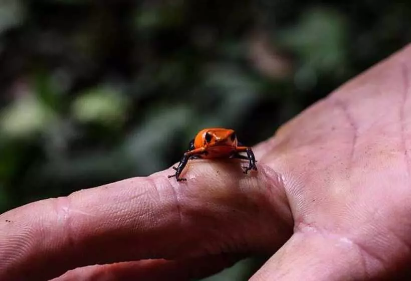 בית מלון כפרי Del Bosque