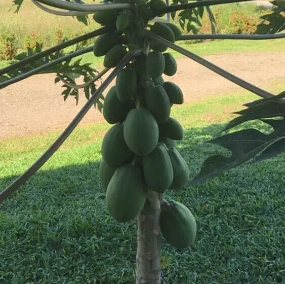 בית מלון כפרי Del Bosque