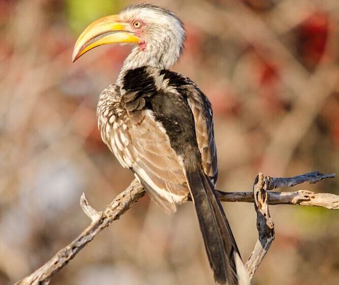 בית מלון כפרי Elandela Private Game Reserve & Luxury Lodge