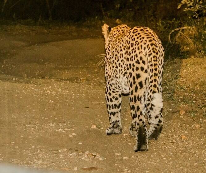 בית מלון כפרי Elandela Private Game Reserve & Luxury Lodge