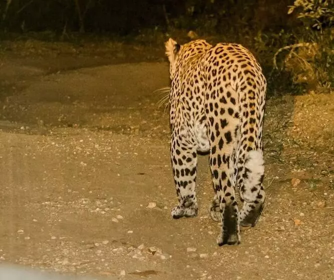 בית מלון כפרי Elandela Private Game Reserve & Luxury Lodge