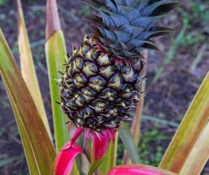 مبيت وإفطار Lodge Margouillat