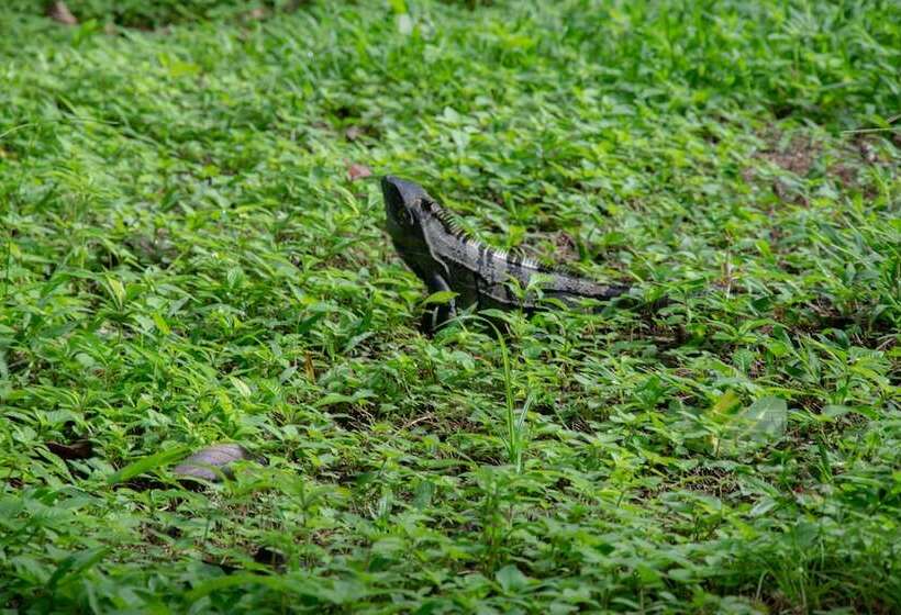 مبيت وإفطار Lodge Margouillat