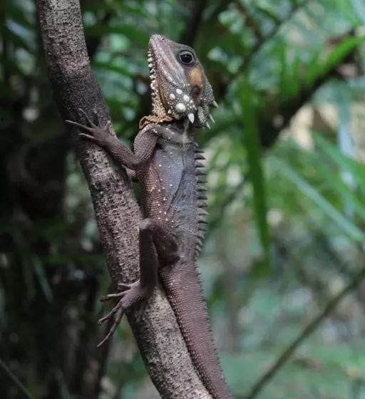 Общежитие Daintree Crocodylus