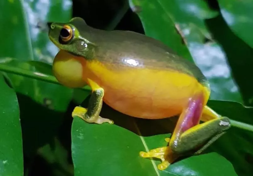 Общежитие Daintree Crocodylus