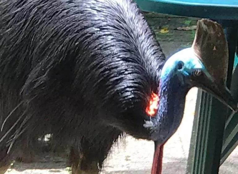 Общежитие Daintree Crocodylus