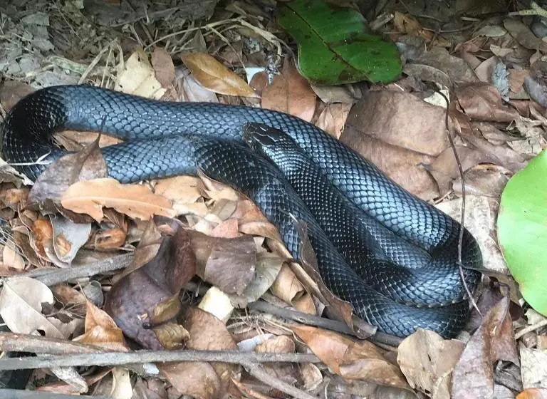 Общежитие Daintree Crocodylus