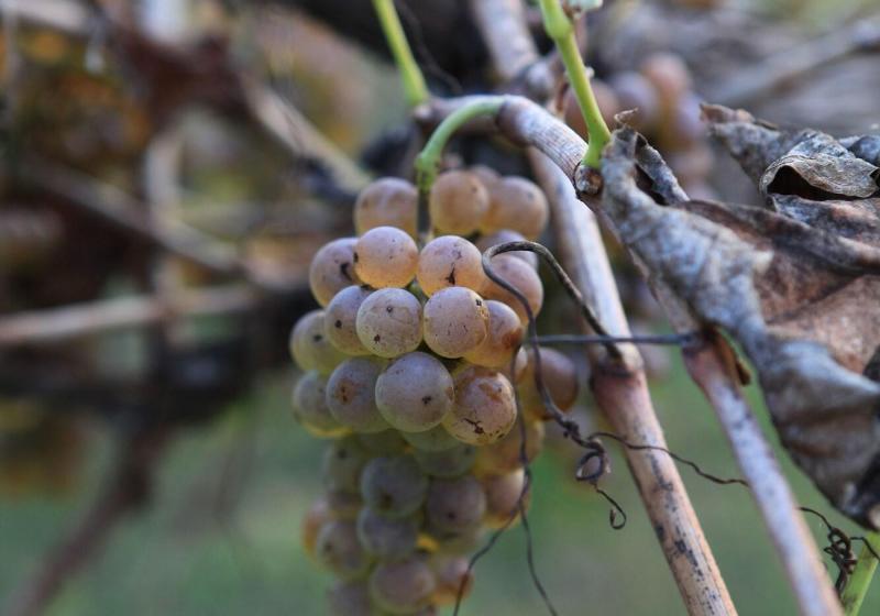 Bay Motel Safety Beach