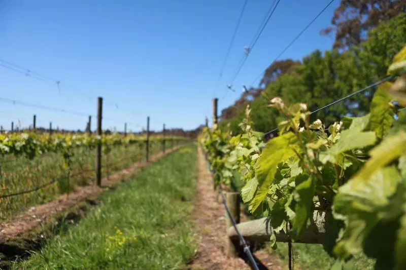 Bay Motel Safety Beach