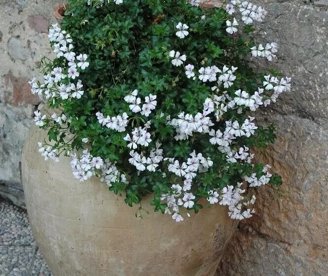 호텔 Il Vecchio Frantoio