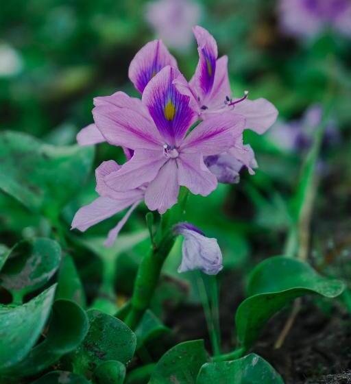 酒店 The Gemalai Village