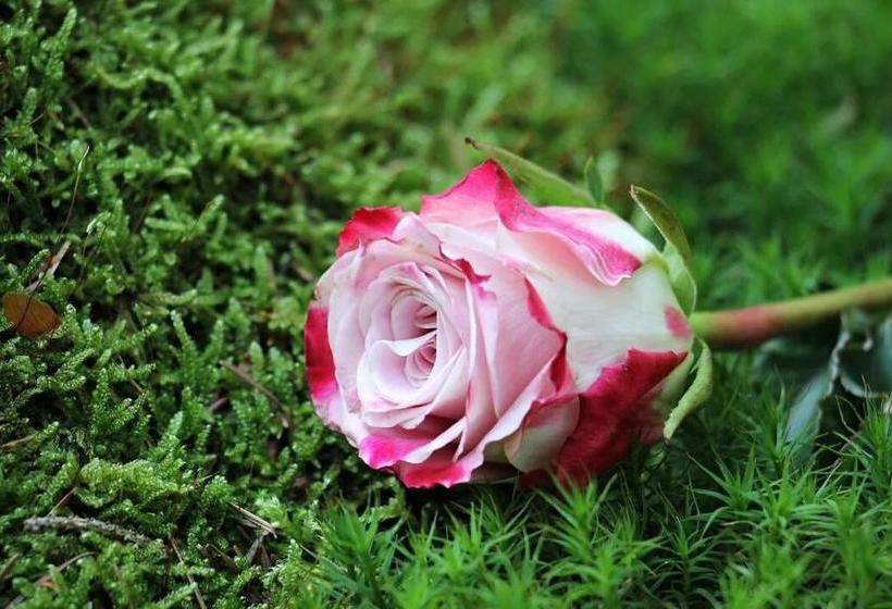 Hill Cottage Nuwara Eliya