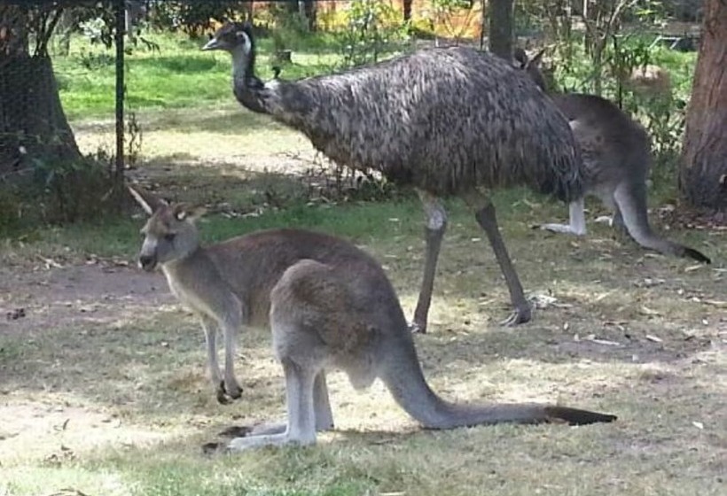 Отель Heatherlie Cottages Halls Gap