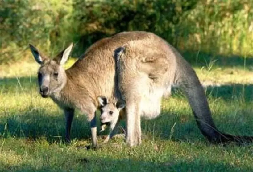 ホテル Heatherlie Cottages Halls Gap