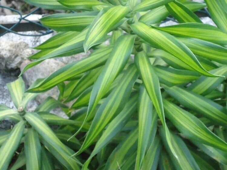 بنسيون Relaxed Style Of Stay