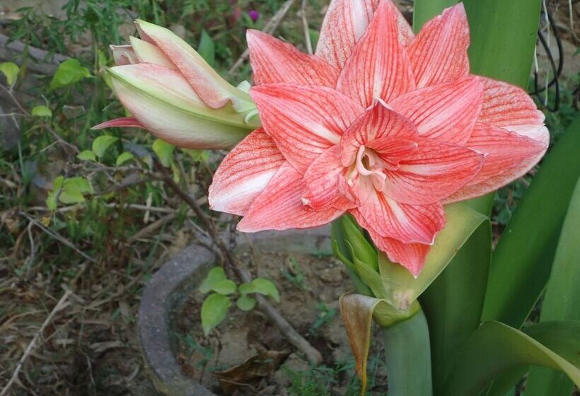 بنسيون Relaxed Style Of Stay